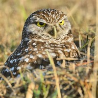 Why more megapixels