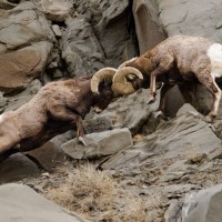 Bighorn sheep rams fighting in Yellowstone