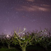 Idaho night photo of stars and blossoming trees in Marsing, Idaho