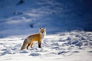 winter red fox in Yellowstone