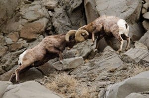 Bighorn sheep rams fighting in Yellowstone