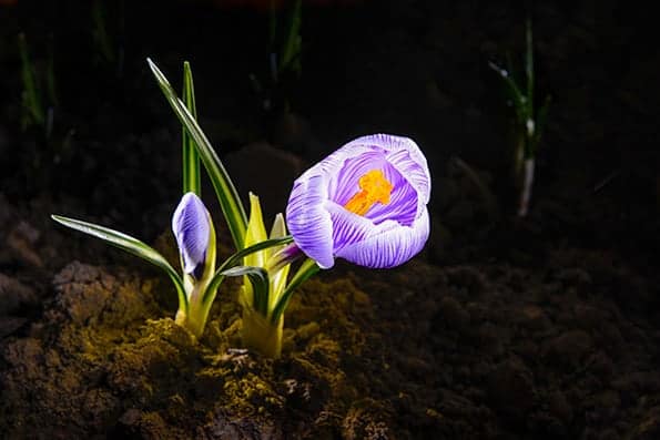 Light painting technique in photography used on a close-up photo of a flower