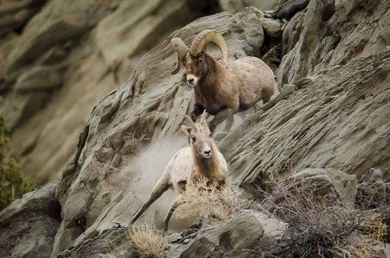 Bighorn sheep ram and ewe