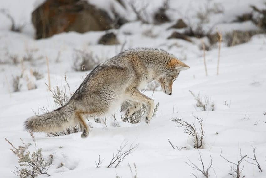 coyote mousing in yellowstone