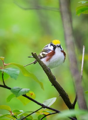 A Chestnut Sided Warbler seems curious about all the cameras pointed at him in Point Pelee National Park, Ontario.