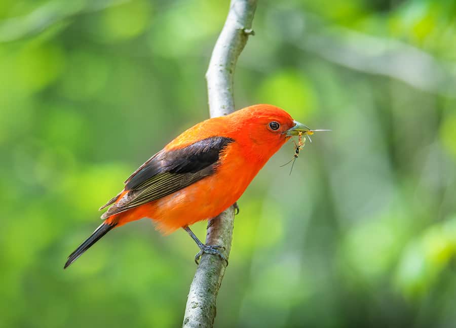 A bright red Scarlett Tanager chows down on a hornett, in Wheatley Provincial Park, near Point Pelee, Ontario.