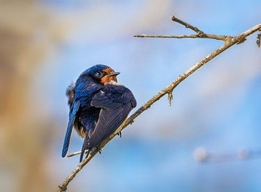A brilliant blue and orange barn swallow, perching on a twig in Point Pelee National Park, Ontario. Photo by Tracy Munson.