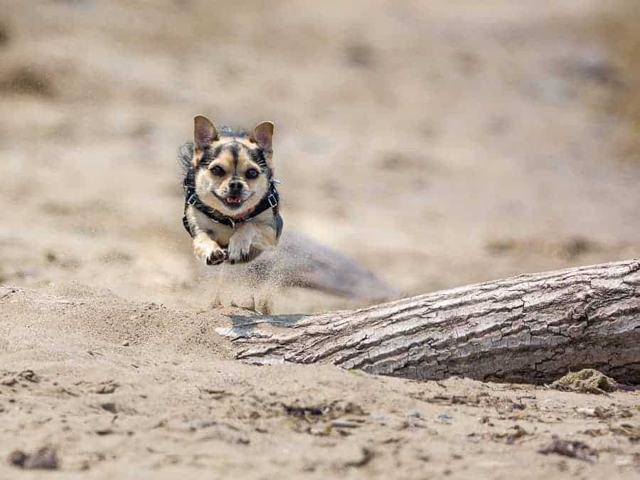 A photo of a chihuahua running on the beach, kicking up sand, caught in mid air.