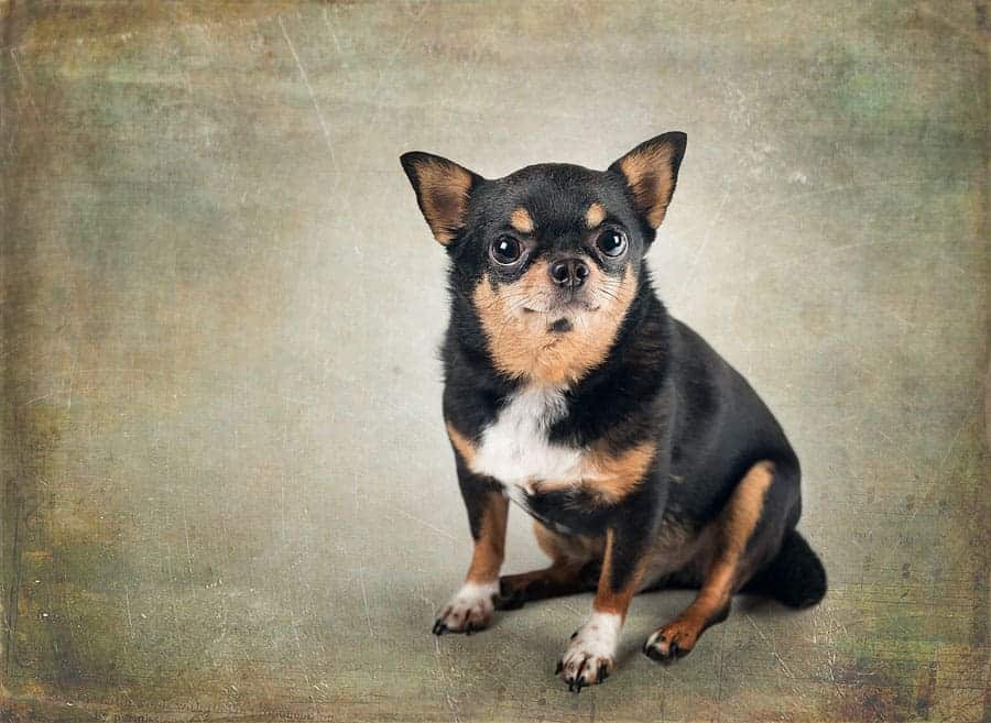 A portrait of a portly chihuahua on a textured background.