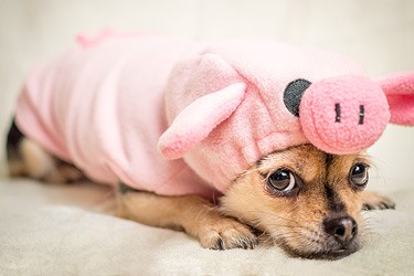 A portrait of a pug in a pig suit.