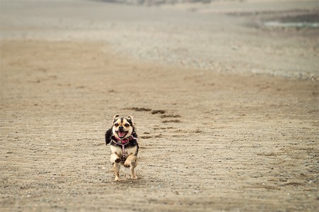 A photo of a small dog, running on the ocean floor at low tide in the Bay of Fundy, New Brunswick.