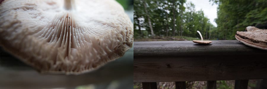 On the left, the closest possible focus on the small mushroom with the Laowa 15 mm lens. On the right, the closest possible focus on the small mushroom with the Nikon 16-35 mm, at 16mm.