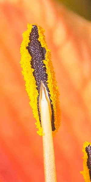 A 100% zoomed in crop of this flower stamen shows how sharp the Laowa 15mm is and how much detail it can capture.
