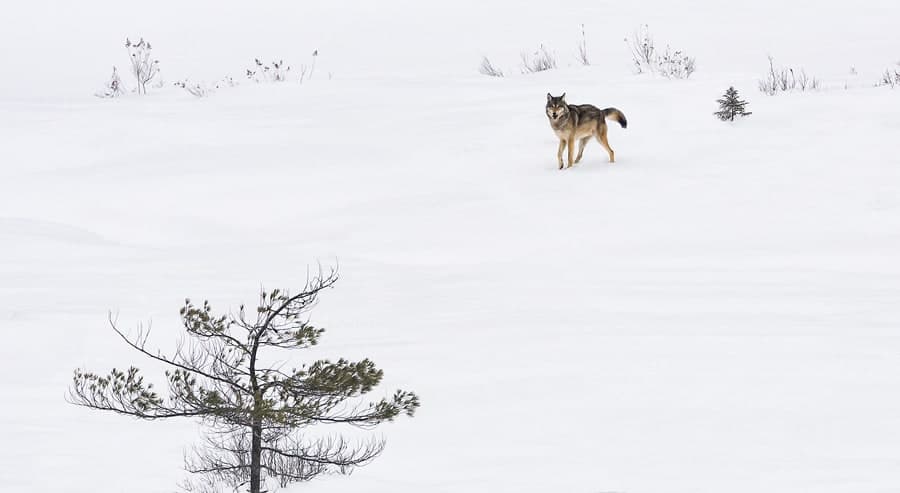 A photo of an Algonquin Wolf in winter.