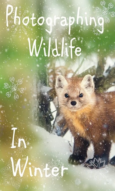 A photo of an American Pine Marten in Algonquin Provincial Park in winter.