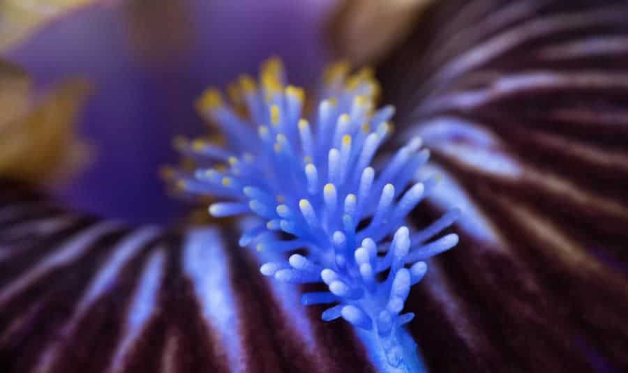 A macro photo of an iris, taken with the Laowa 60mm 2:1 Ultra Macro Lens.