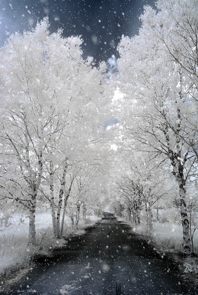 An infrared photo, taken on a summer day, looks like a winter scene.