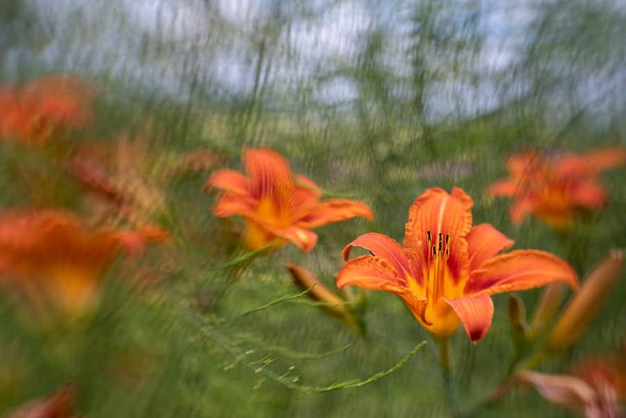 Orange lilies, photographed with the Lensbaby Sol 45 creative effect lens.