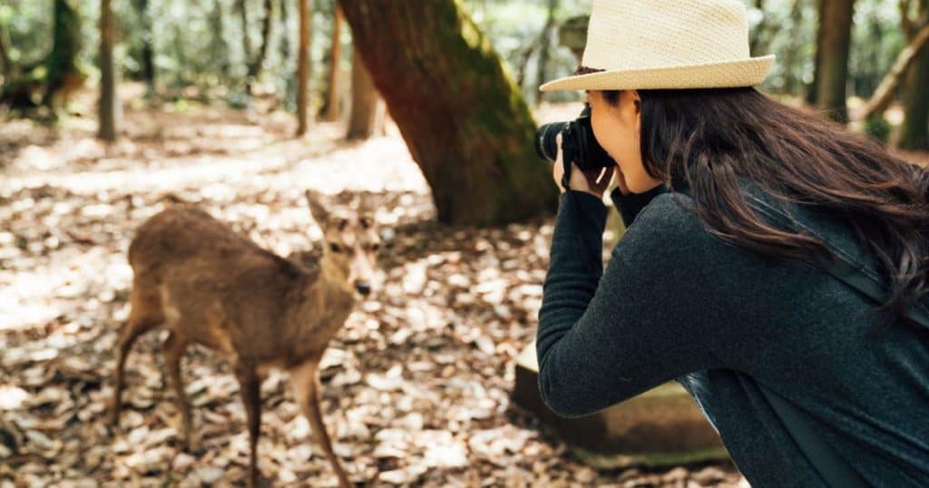 female photographer taking photo of wildlife